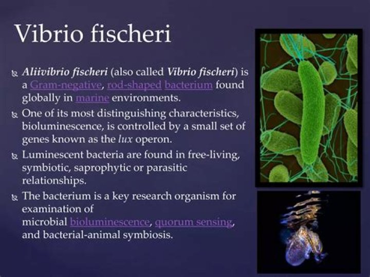 What is special about Vibrio fischeri bacteria?