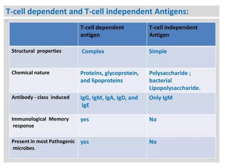 What is T-cell independent antigen?