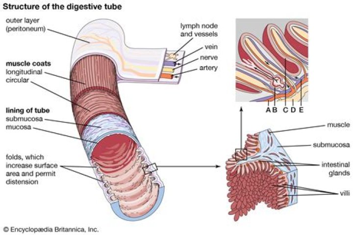 What is the Antimesenteric border of small intestine?