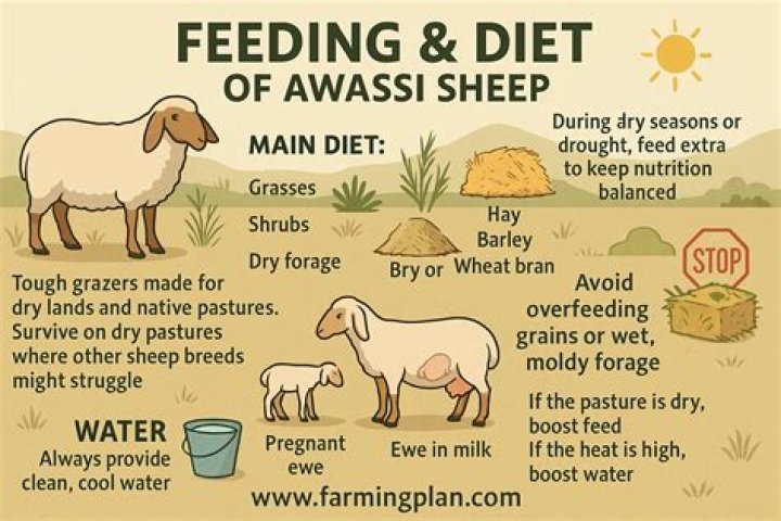 What is the Awassi sheep used for?