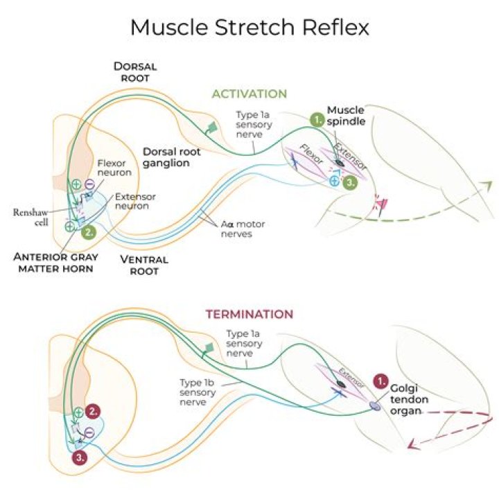 What is the basic circuit of muscle stretch reflex?