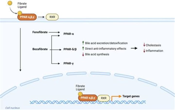 What is the basic structure of fibrates?