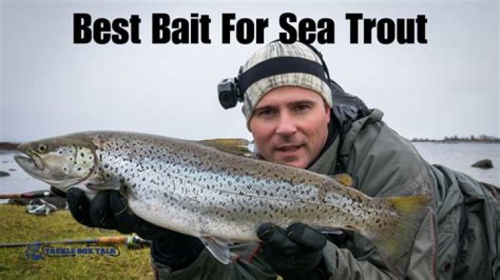 What is the best bait for king salmon?