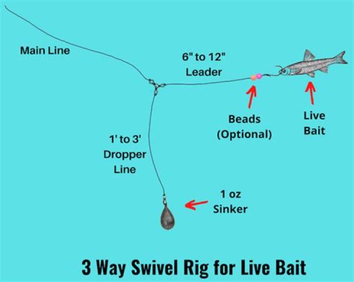 What is the best rig for live bait?
