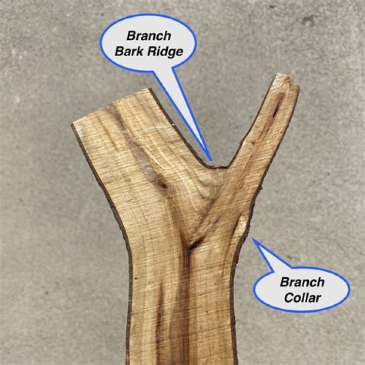 What is the branch bark collar?