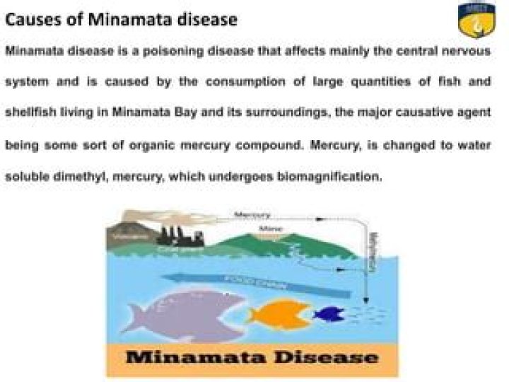 What is the cause and source of Minamata disease?