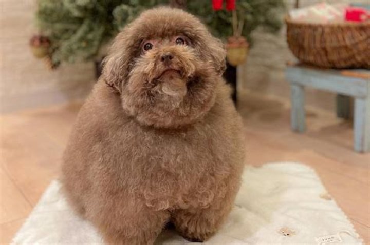 What is the cutest dog in the world 2021?