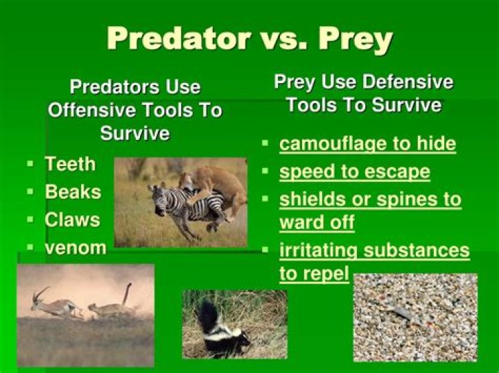 What is the difference between a predator and prey?