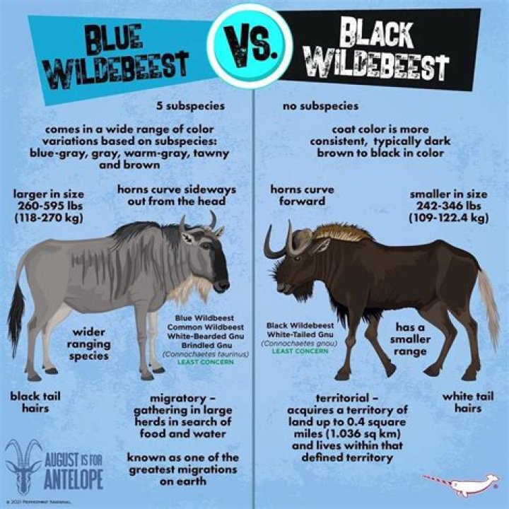 What is the difference between Blue Buffalo freedom and wilderness?