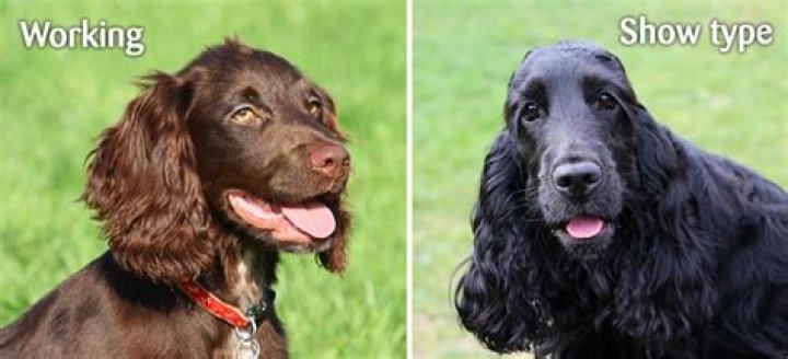 What is the difference between Cocker Spaniel and working cocker?