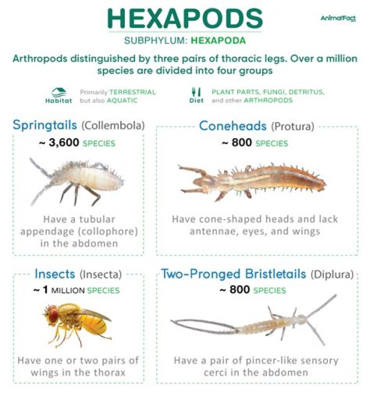 What is the difference between Hexapoda and Insecta?