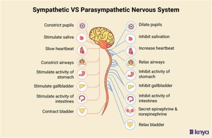 What is the difference between the sympathetic and parasympathetic nervous systems?
