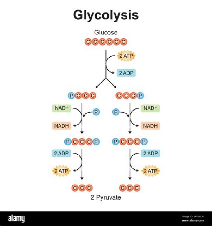 What is the equation for glycolysis?