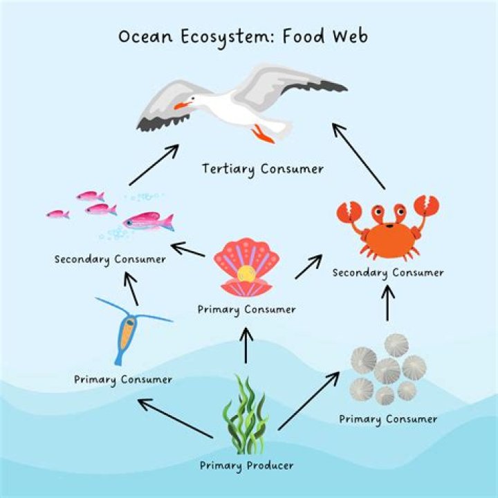 What is the food web of the marine ecosystem?