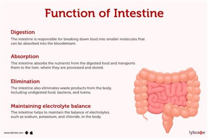 What is the function of isoniazid?