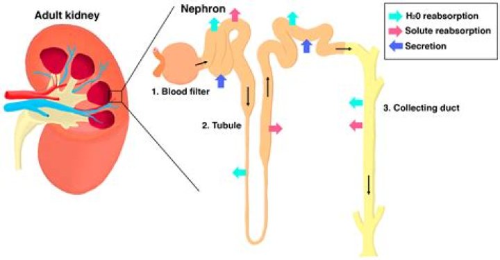 What is the function of nephrons in pig kidneys?