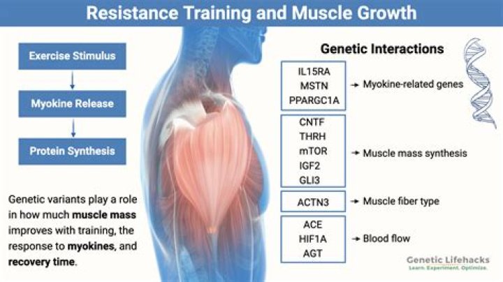 What is the hormonal response to resistance training?
