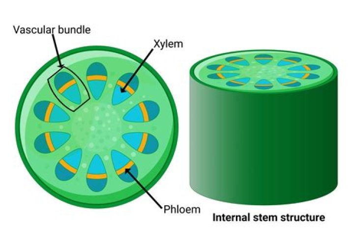 What is the mechanism of xylem transport?