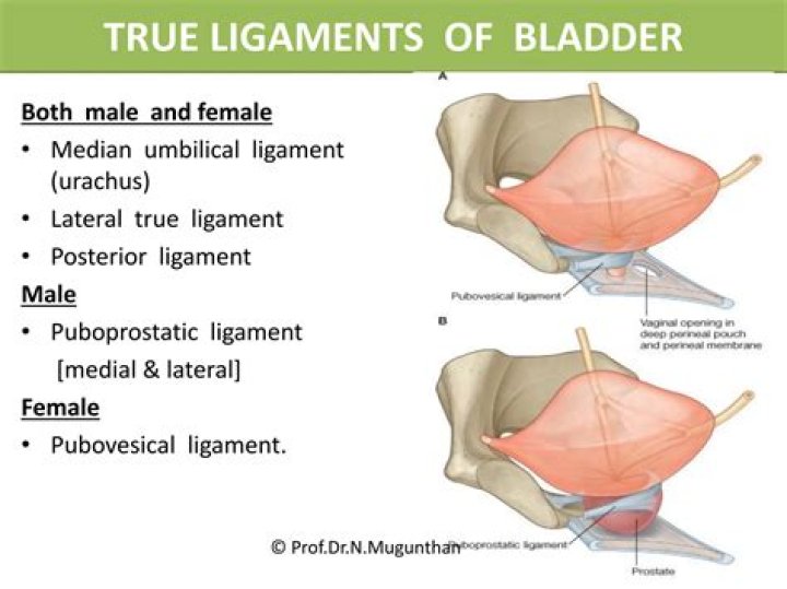What is the median umbilical ligament a remnant of?