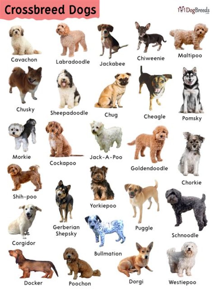 What is the most popular crossbreed dog?
