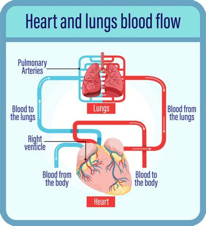 What is the pathway of blood flow through your heart?