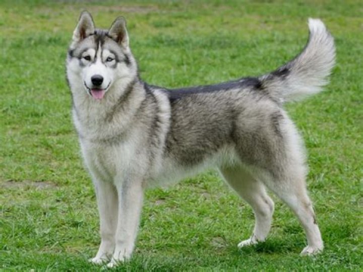 What is the real cost of Siberian husky?