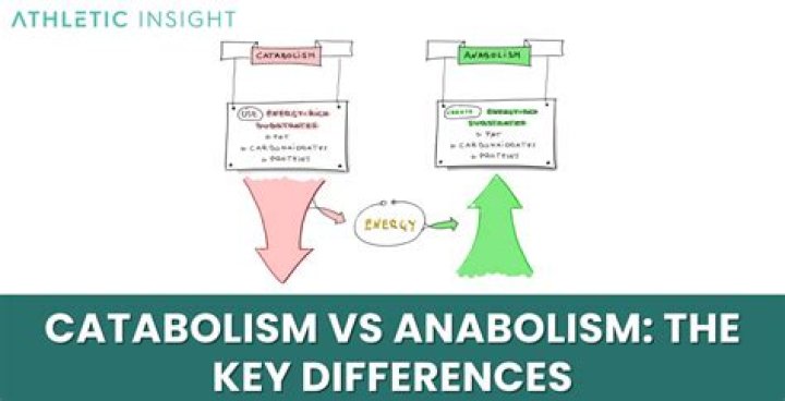 What is the similarity between catabolism and anabolism?