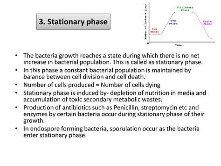 What is the stationary phase of bacterial growth?