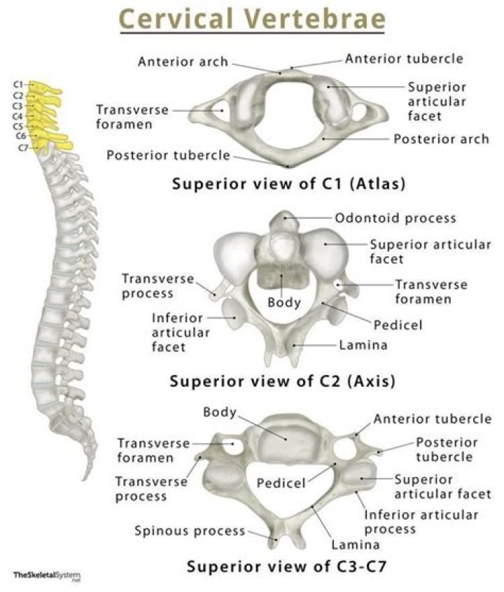 What is unique about the C1 vertebra?
