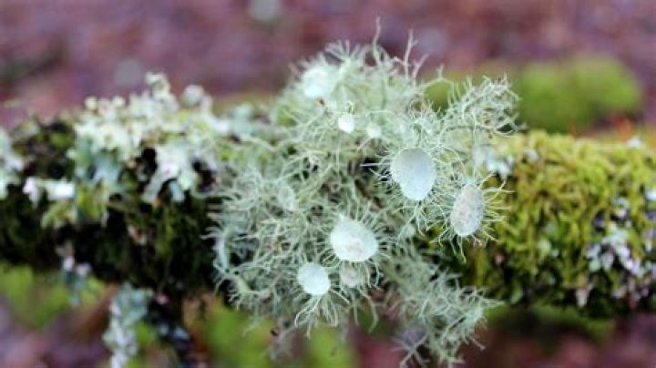 What is usnea lichen used for?