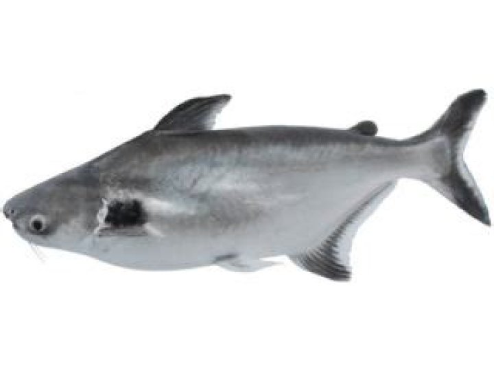 What kind of fish is swai?