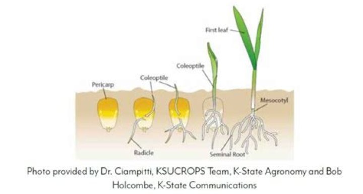 What kind of root system does corn have?