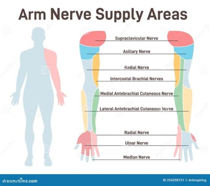 What nerve supplies the hand muscles?