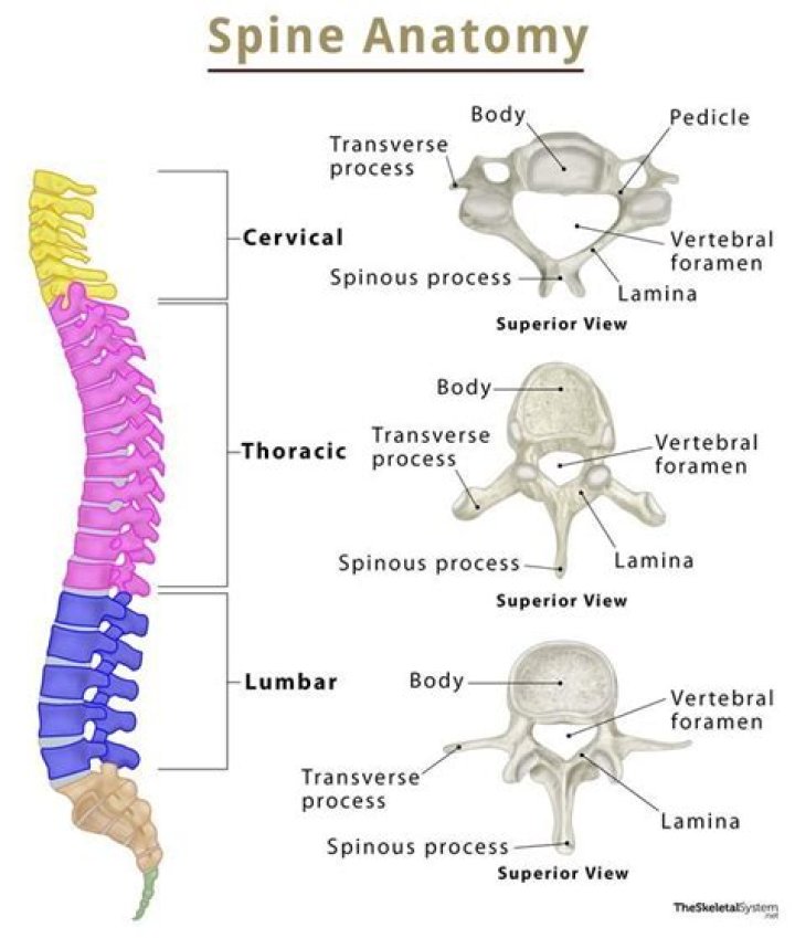 What organ is in the vertebral?