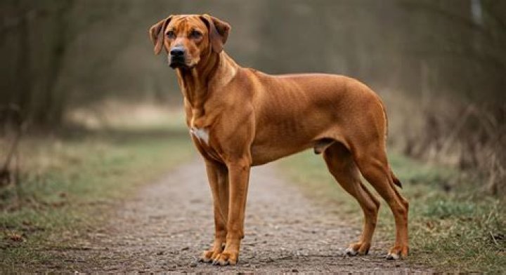 What other dogs look like Rhodesian Ridgebacks?