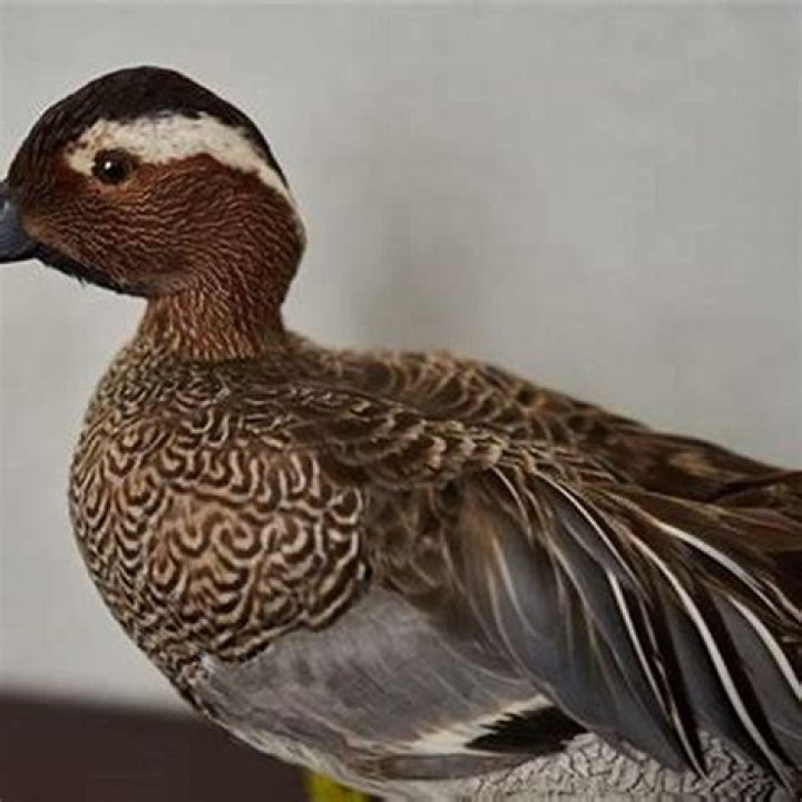 What size is a garganey?