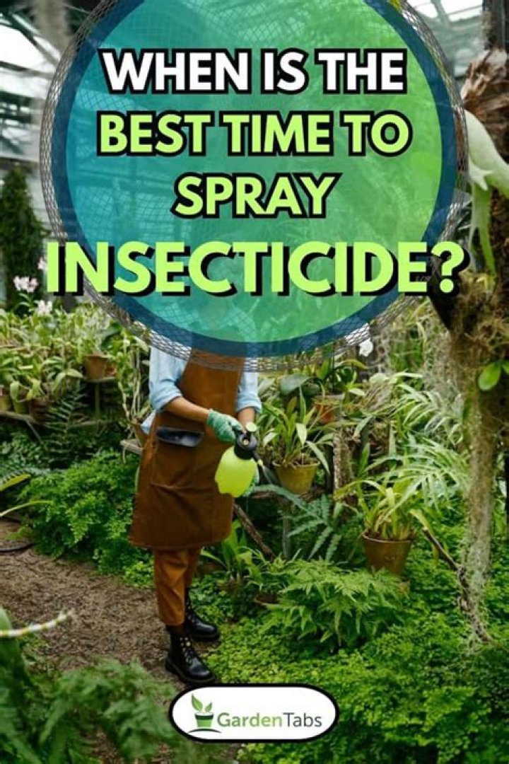 What time of the day is the best time to spray insecticide in the field?