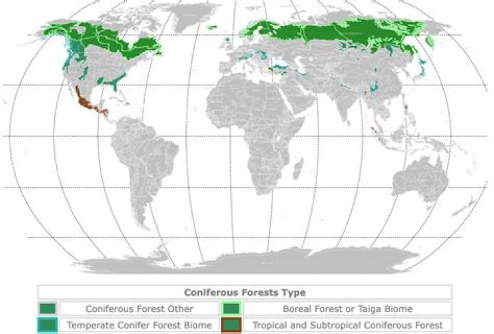 What zone of temperate deciduous forests would you find mosses?