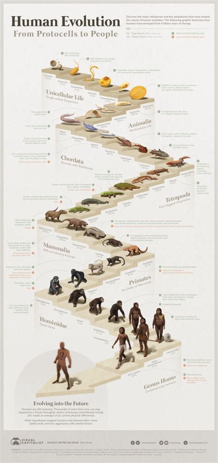 When did humans lose their tail?