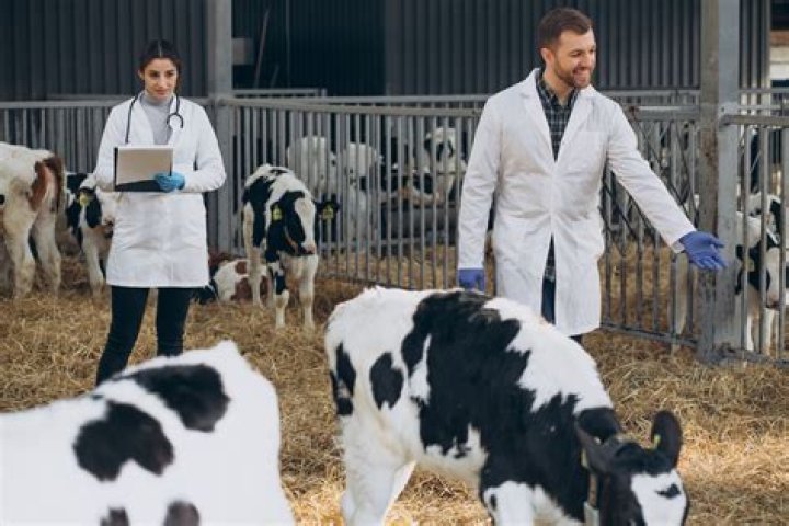 Where are large animal vets needed most?