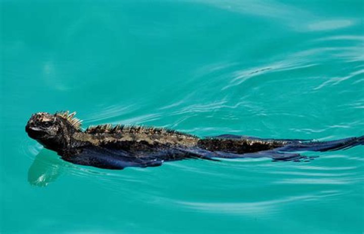 Where can you dive with Marine Iguanas?