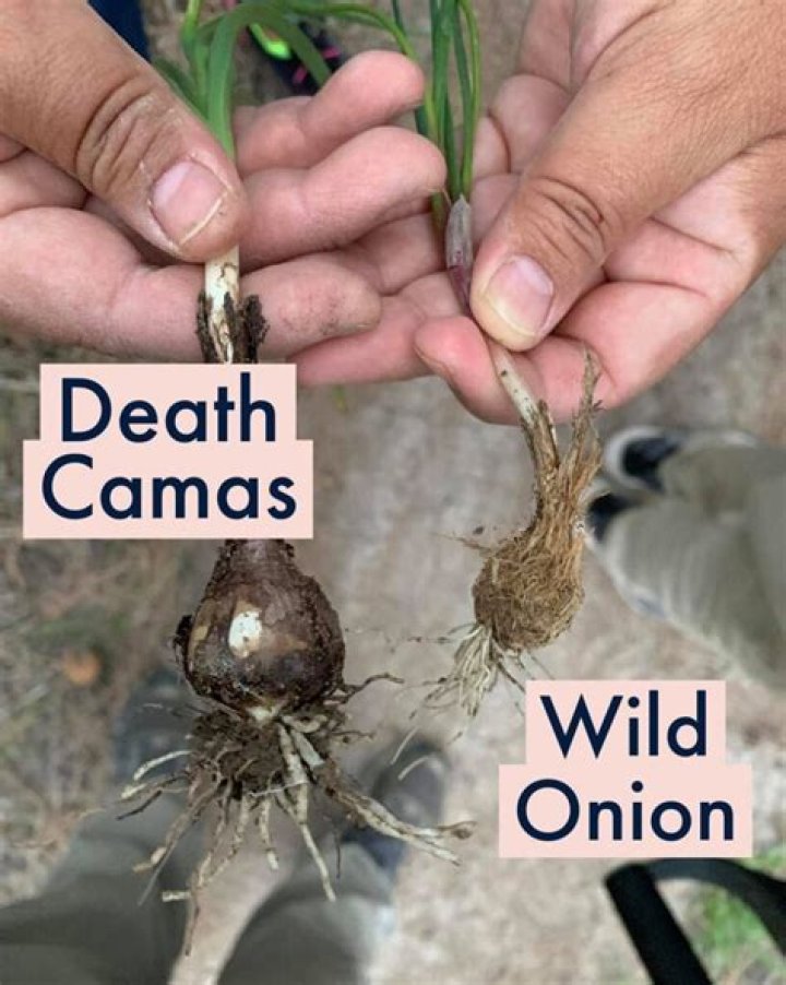 Where did onion weed come from?