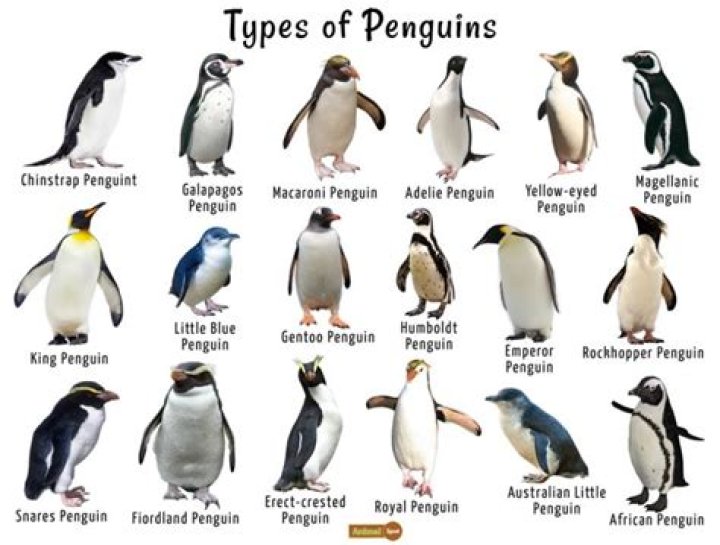 Where do Adelie penguins breed?