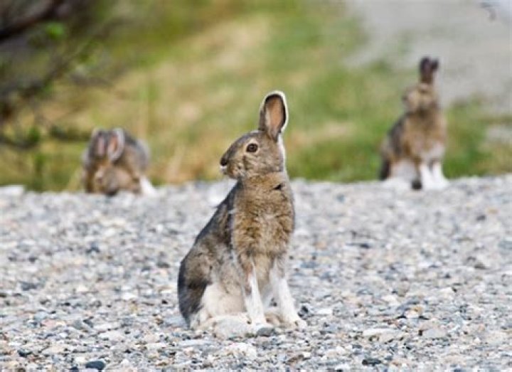 Where do snowshoe rabbits live?