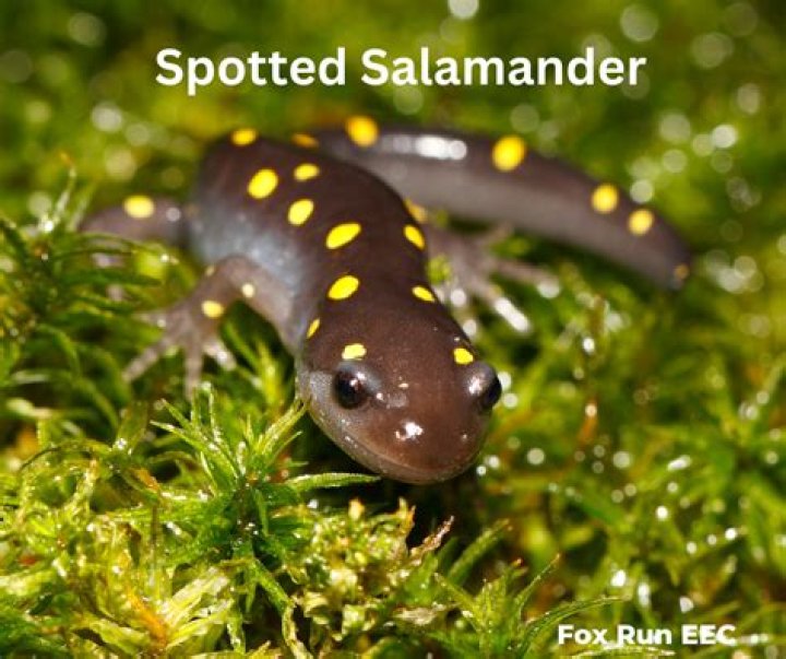 Where do you find salamanders in creeks?