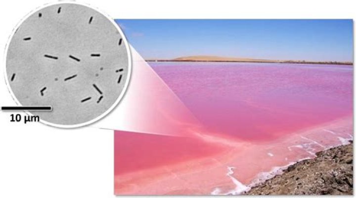 Where is halobacterium found?