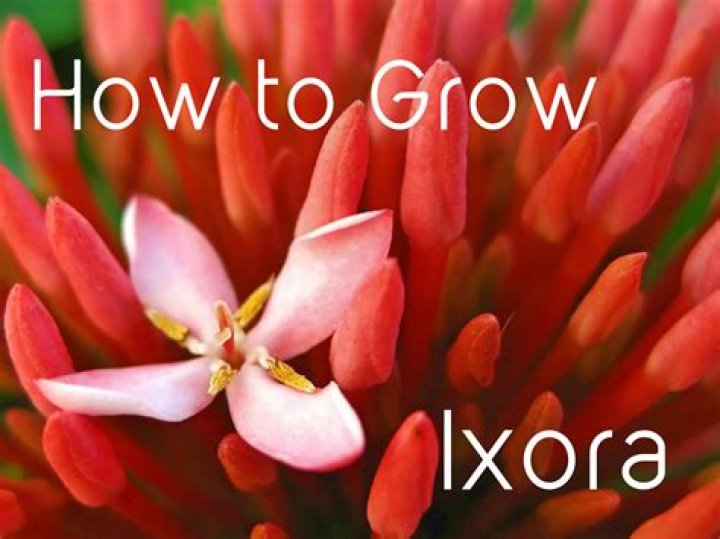 Where is Ixora native?