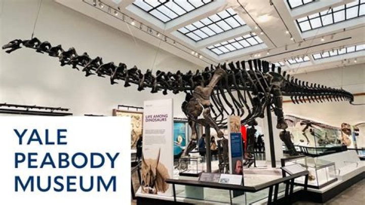Where is Peabody Museum located?