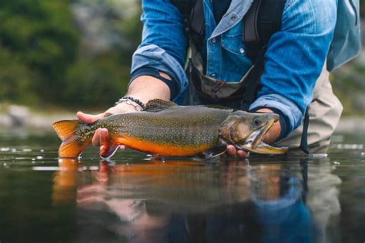 Where is the best brook trout fishing in Oregon?