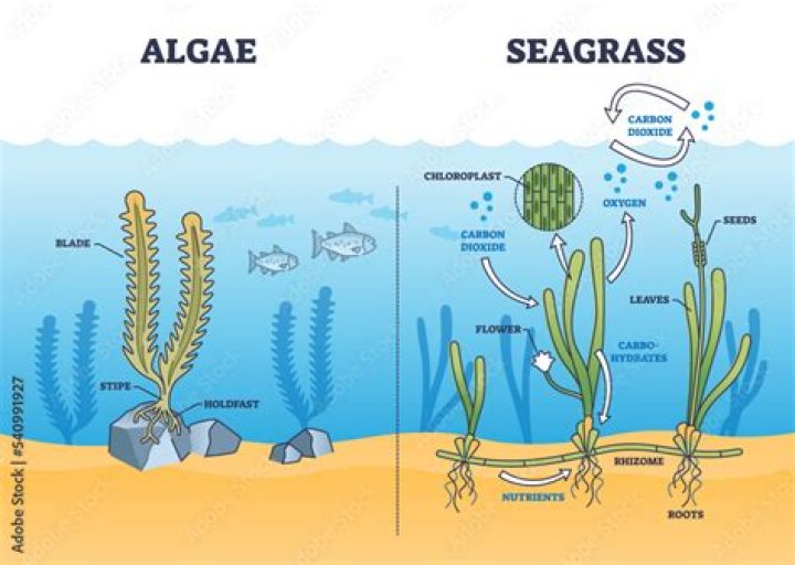 Which 3 algae are seaweeds?